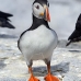puffin_atlantic_msi_v_1188_can0808.jpg